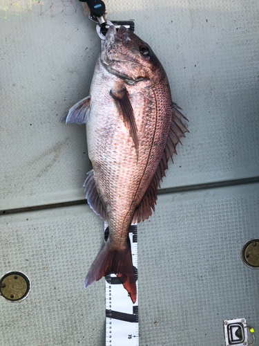 マダイの釣果