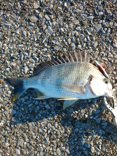 キビレの釣果