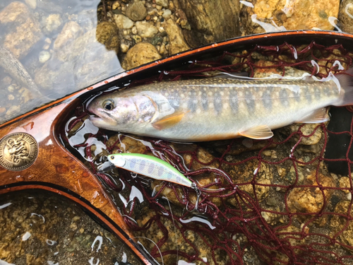 イワナの釣果