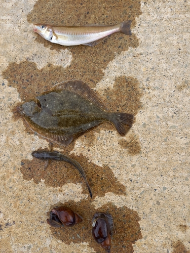 キスの釣果