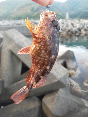 ガシラの釣果