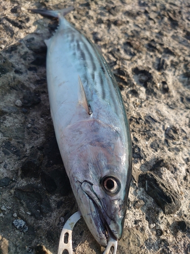 ハガツオの釣果