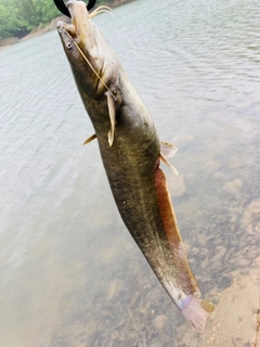 ナマズの釣果