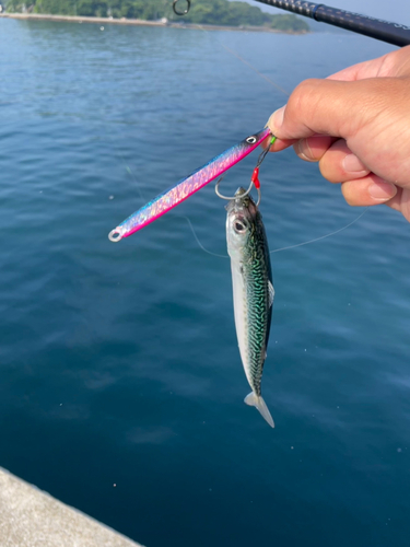 サバの釣果