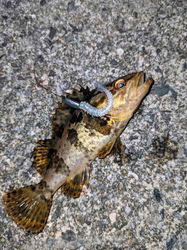 タケノコメバルの釣果