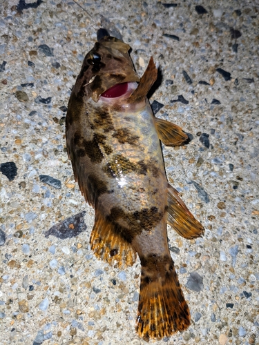 タケノコメバルの釣果