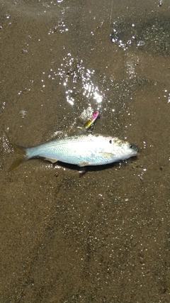 コノシロの釣果