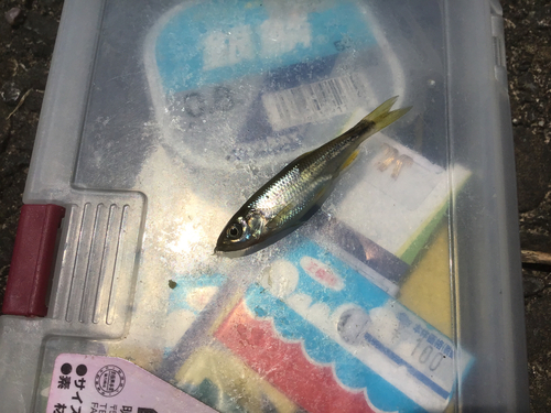 カワムツの釣果