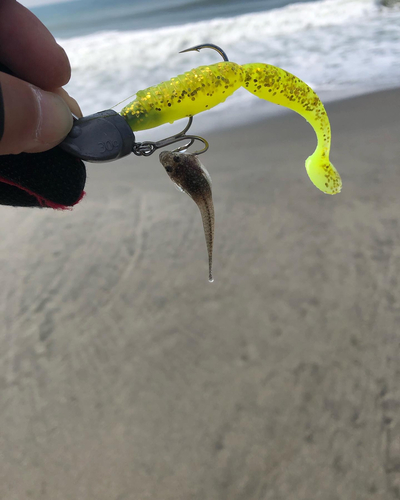 マゴチの釣果