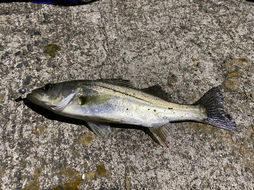 セイゴ（マルスズキ）の釣果