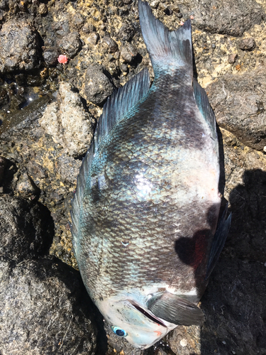 クチブトグレの釣果