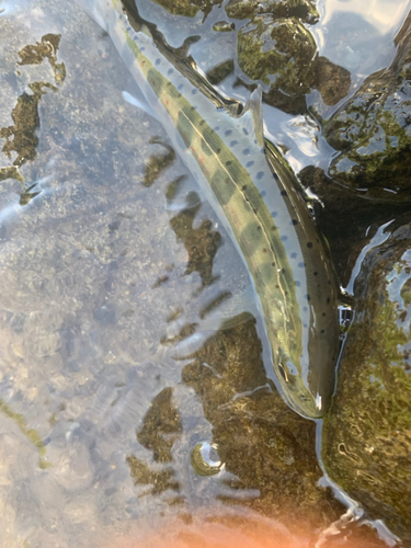 アマゴの釣果