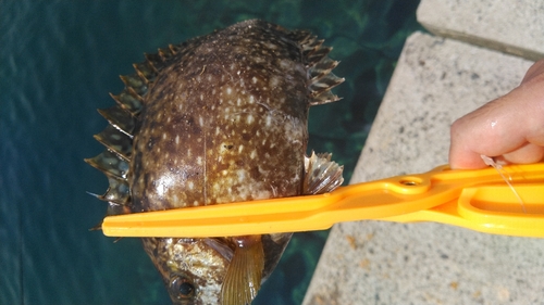 バリの釣果