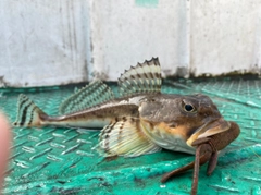 カジカの釣果