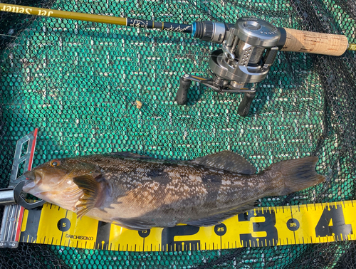 アブラコの釣果