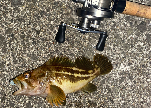 シマゾイの釣果