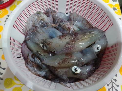 ヒイカの釣果