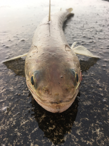 イナダの釣果