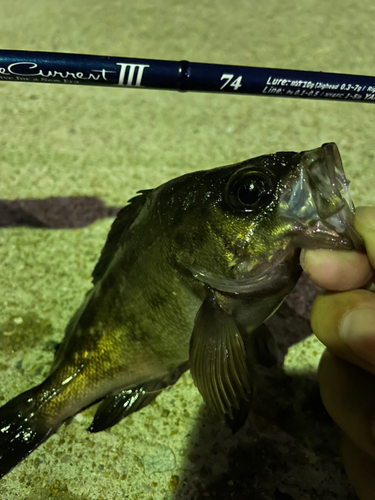 メバルの釣果