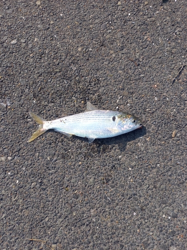 コノシロの釣果