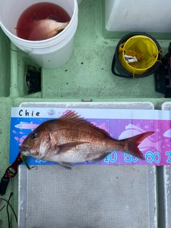 マダイの釣果