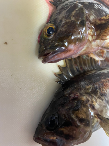 タケノコメバルの釣果