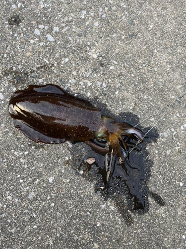 アオリイカの釣果