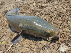 ライギョの釣果