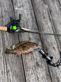 イシミーバイの釣果