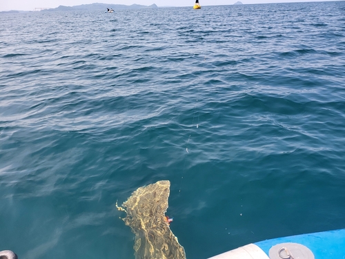 ツバクロエイの釣果