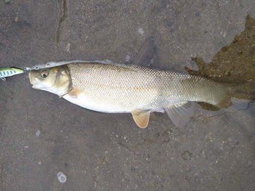 ウグイの釣果