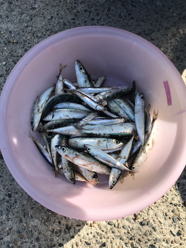 サバの釣果