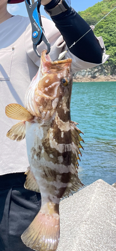 ハタの釣果