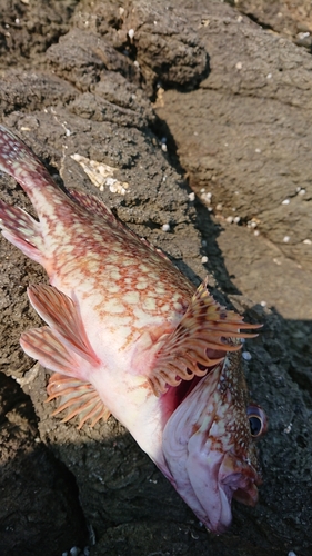 カサゴの釣果