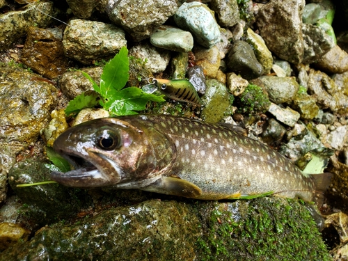 イワナの釣果