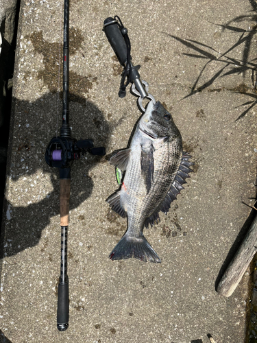 クロダイの釣果