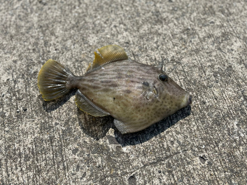 カワハギの釣果