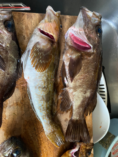 シロメバルの釣果