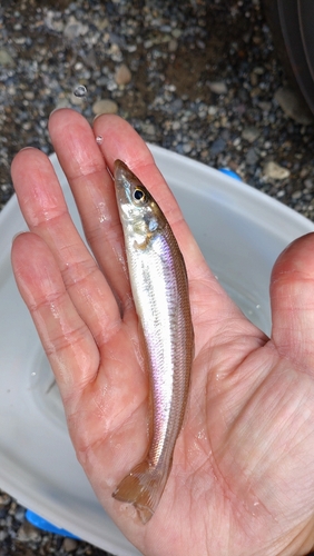 シロギスの釣果