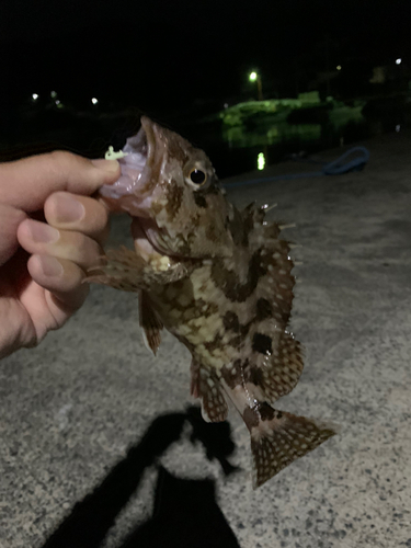 アラカブの釣果