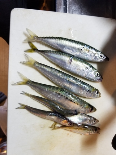 サバの釣果