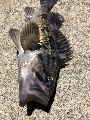 クロソイの釣果