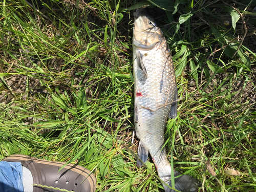 ニゴイの釣果