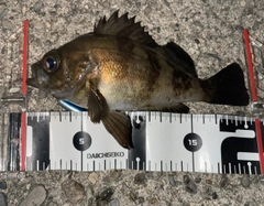 アカメバルの釣果