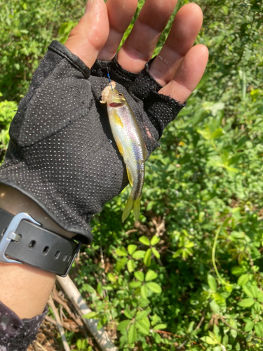 アブラハヤの釣果