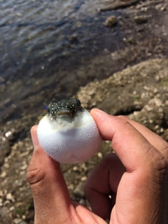 クサフグの釣果