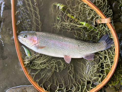 ニジマスの釣果