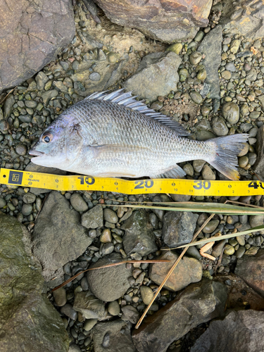 クロダイの釣果