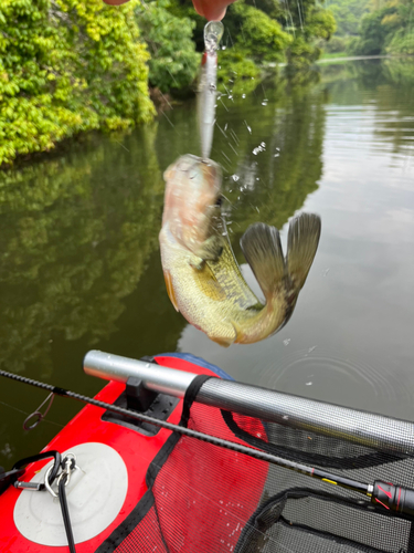 ブラックバスの釣果