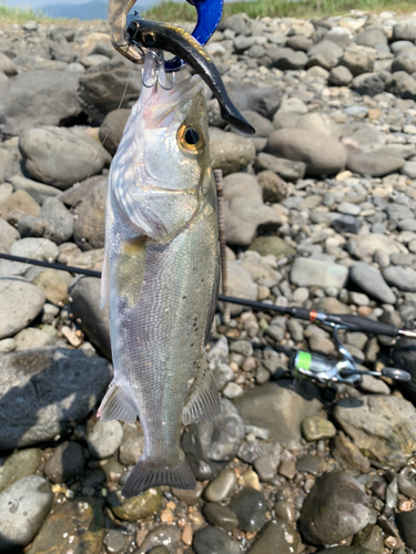 セイゴ（タイリクスズキ）の釣果